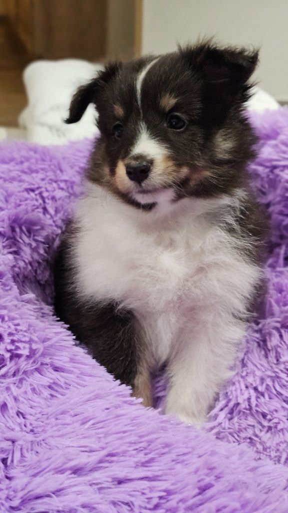 du Royaume de la Petite étoile - Chiot disponible  - Shetland Sheepdog