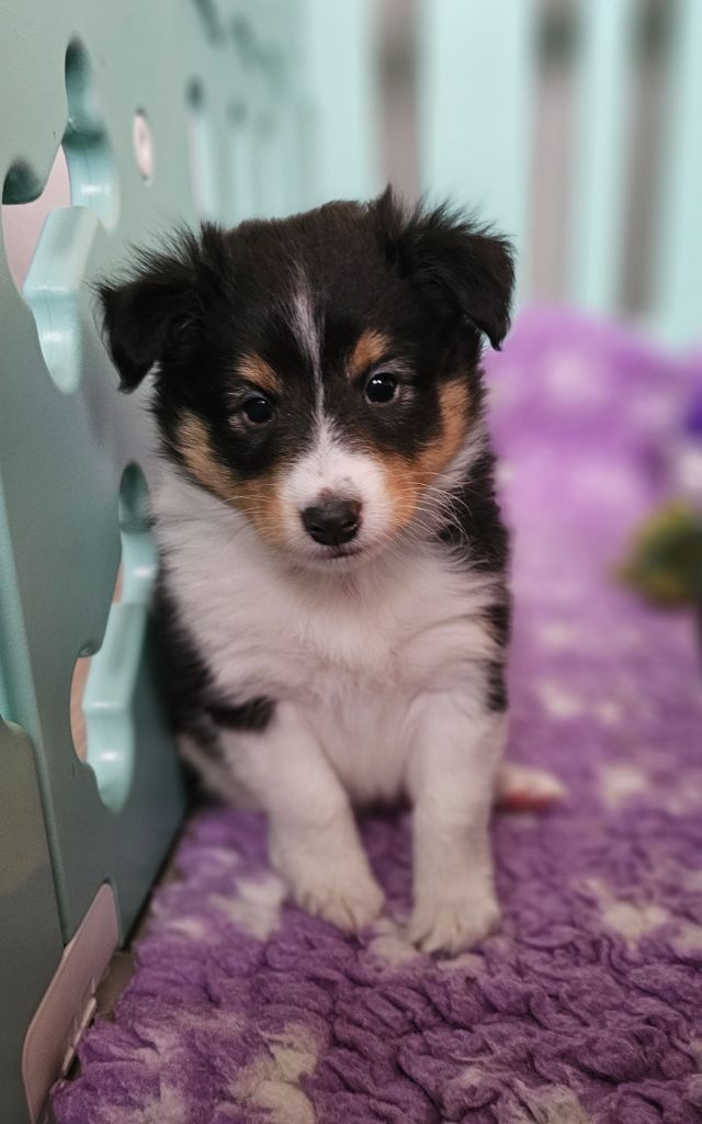 Chiot - Elevage Aurore Vasseur - eleveur de chiens Shetland Sheepdog