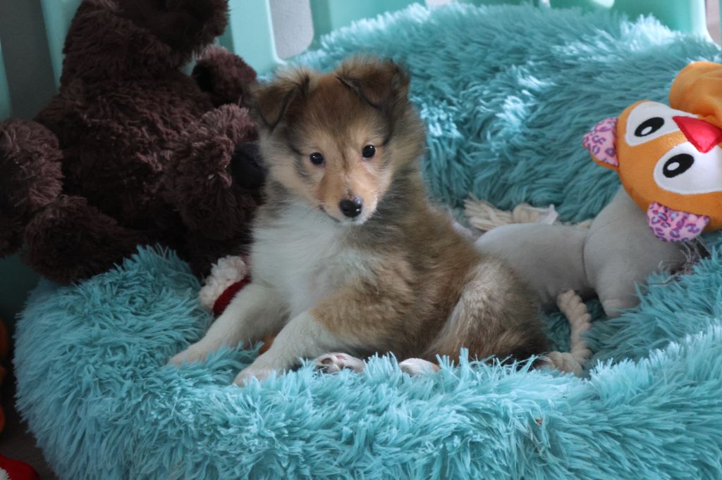 du Royaume de la Petite étoile - Chiot disponible  - Shetland Sheepdog