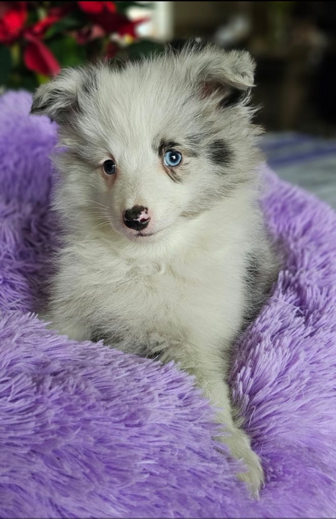 du Royaume de la Petite étoile - Chiot disponible  - Shetland Sheepdog