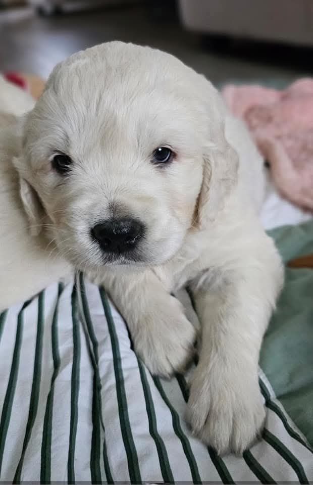 du Royaume de la Petite étoile - Chiot disponible  - Golden Retriever