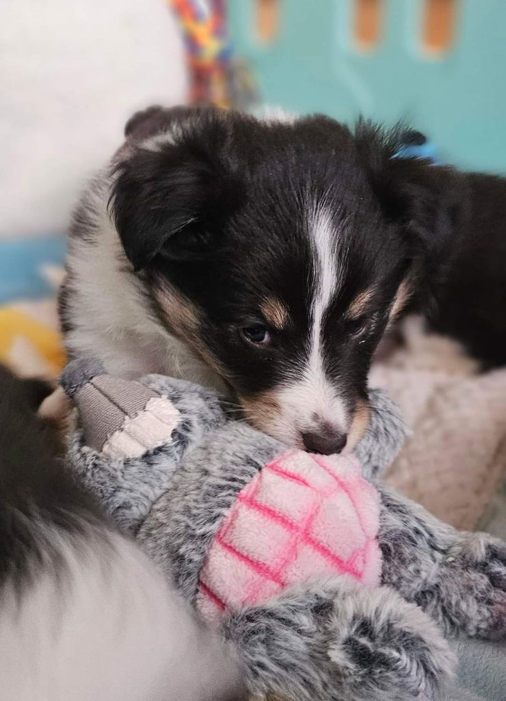 Chiot - Elevage Aurore Vasseur - eleveur de chiens Shetland Sheepdog