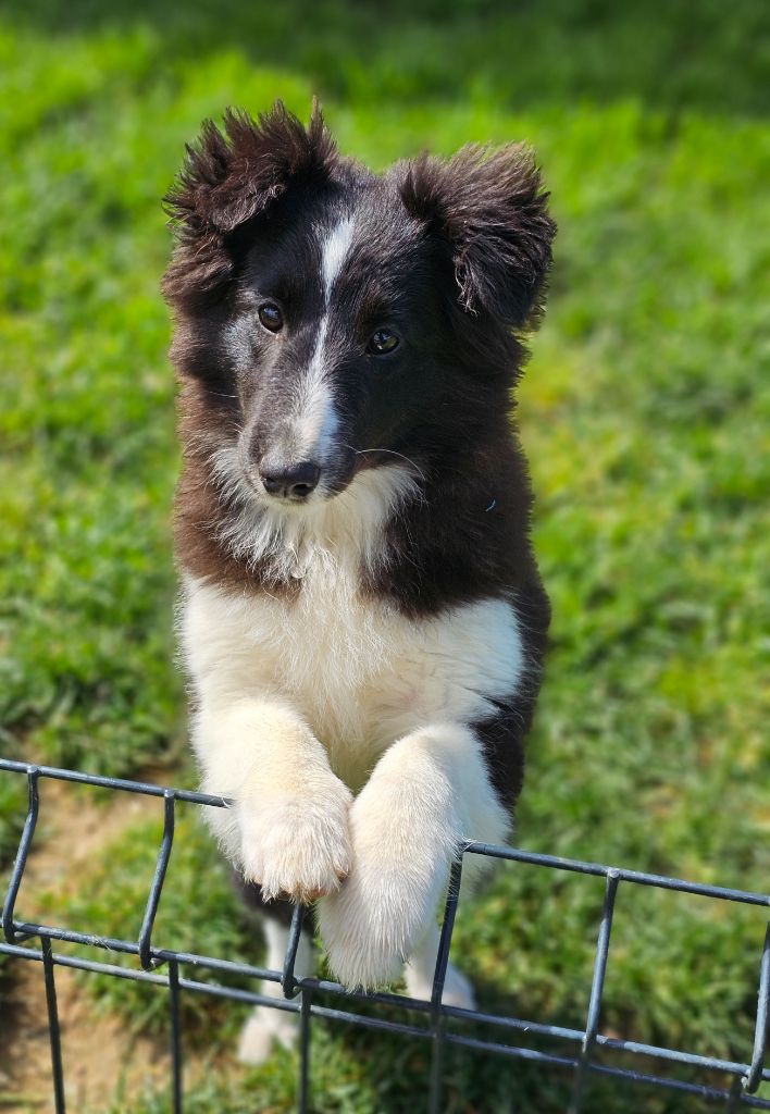 du Royaume de la Petite étoile - Chiot disponible  - Shetland Sheepdog