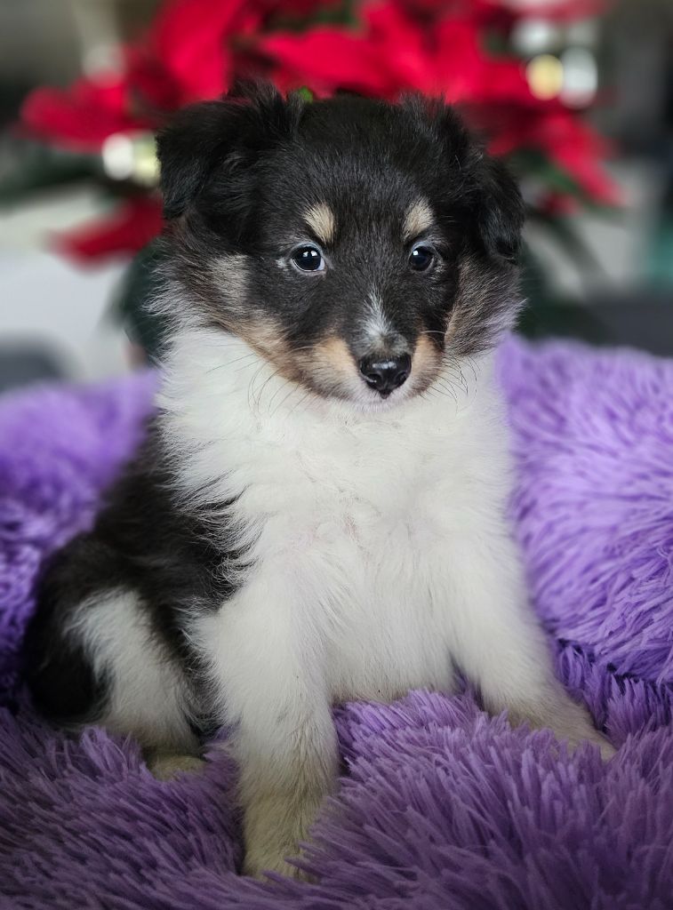 du Royaume de la Petite étoile - Chiot disponible  - Shetland Sheepdog