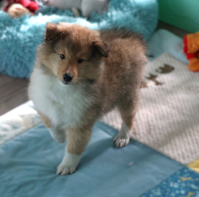 du Royaume de la Petite étoile - Shetland Sheepdog - Portée née le 09/11/2024