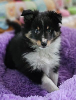 du Royaume de la Petite étoile - Shetland Sheepdog - Portée née le 13/11/2024