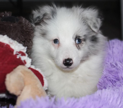 du Royaume de la Petite étoile - Shetland Sheepdog - Portée née le 14/11/2024