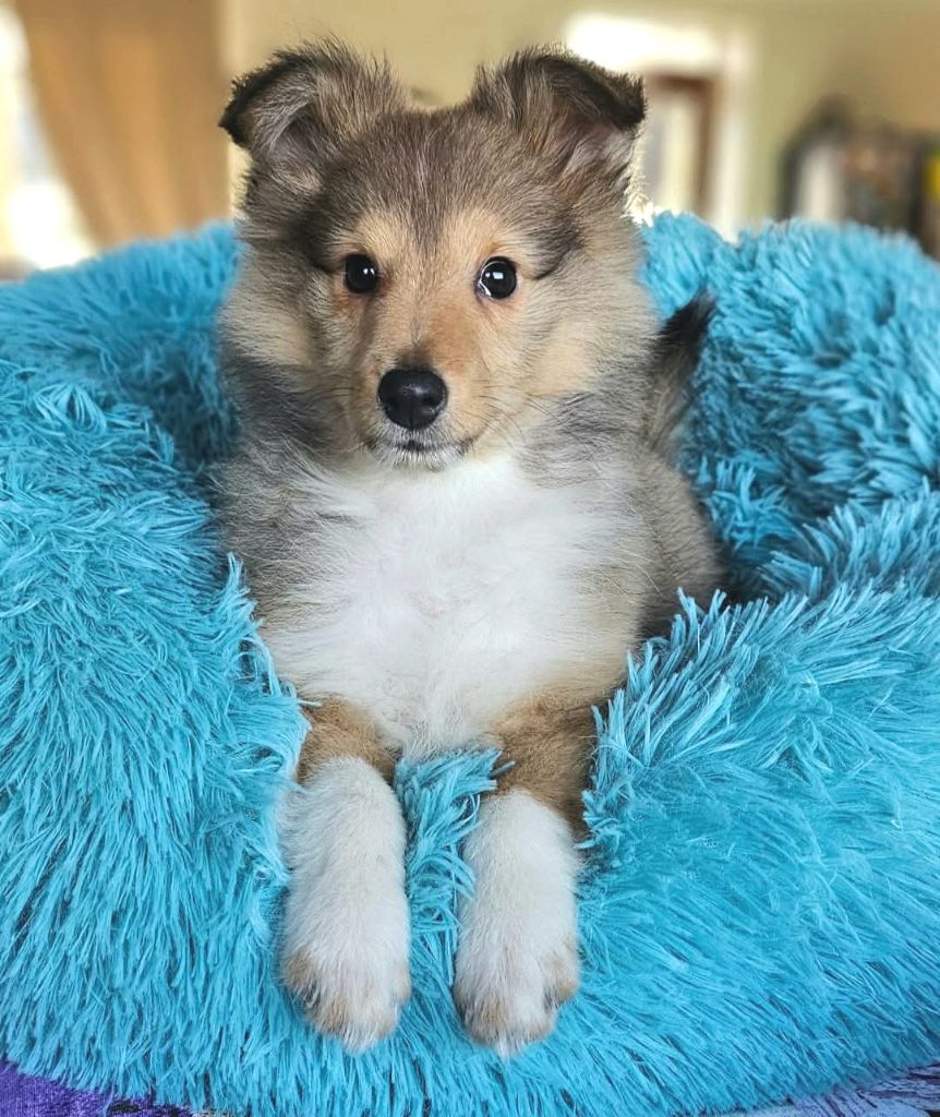 du Royaume de la Petite étoile - Chiot disponible  - Shetland Sheepdog