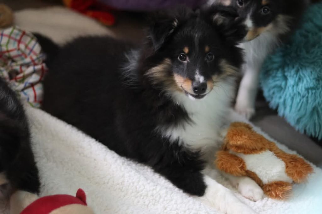 du Royaume de la Petite étoile - Chiot disponible  - Shetland Sheepdog