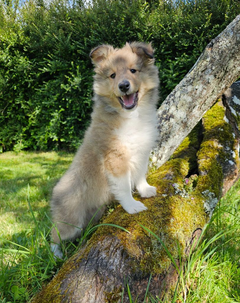 du Royaume de la Petite étoile - Chiot disponible  - Shetland Sheepdog