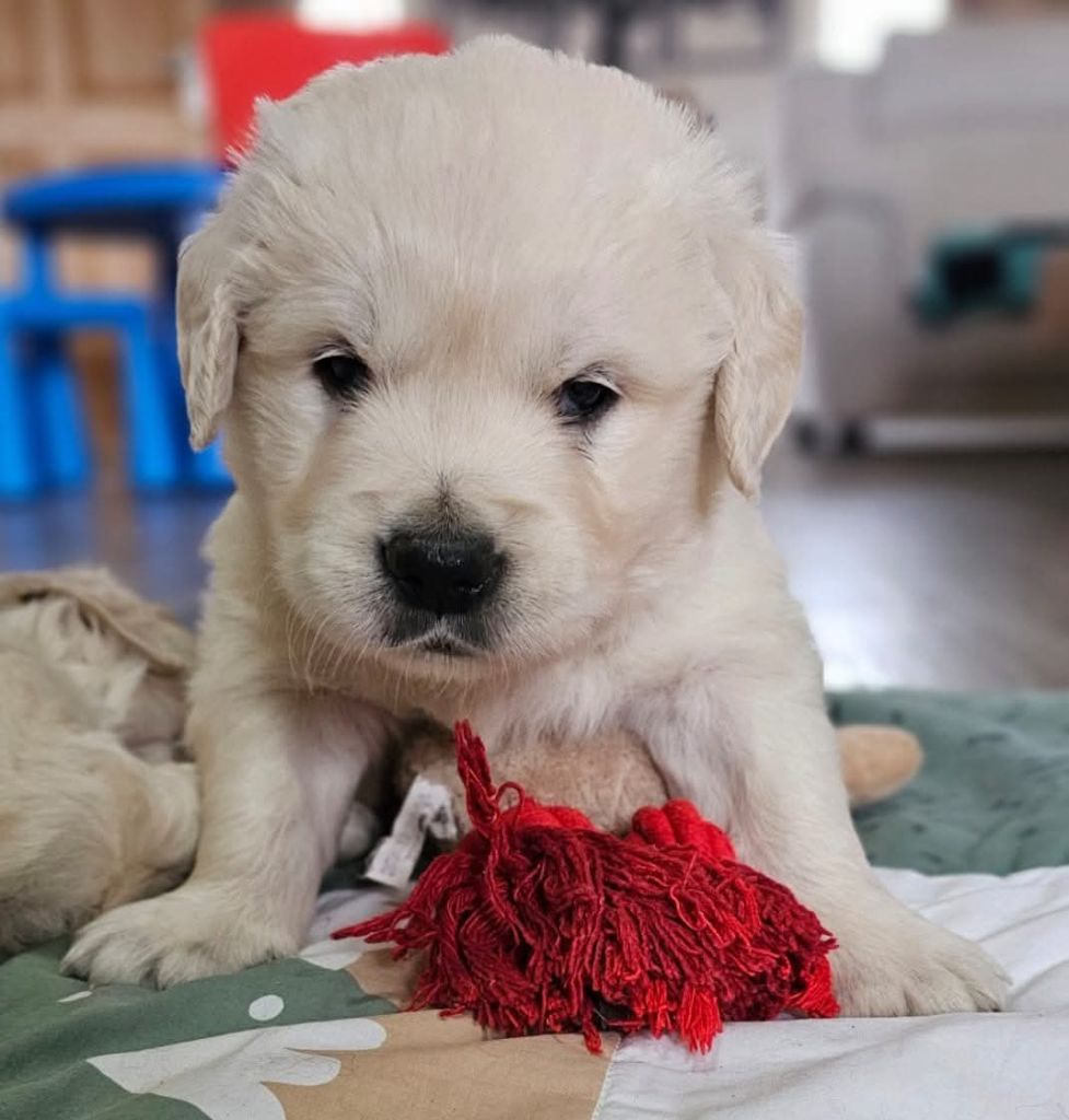 du Royaume de la Petite étoile - Chiot disponible  - Golden Retriever