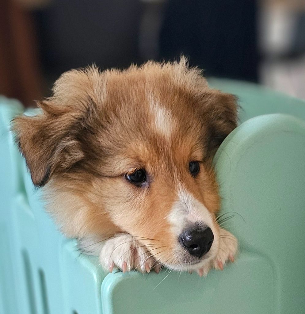 du Royaume de la Petite étoile - Chiot disponible  - Shetland Sheepdog