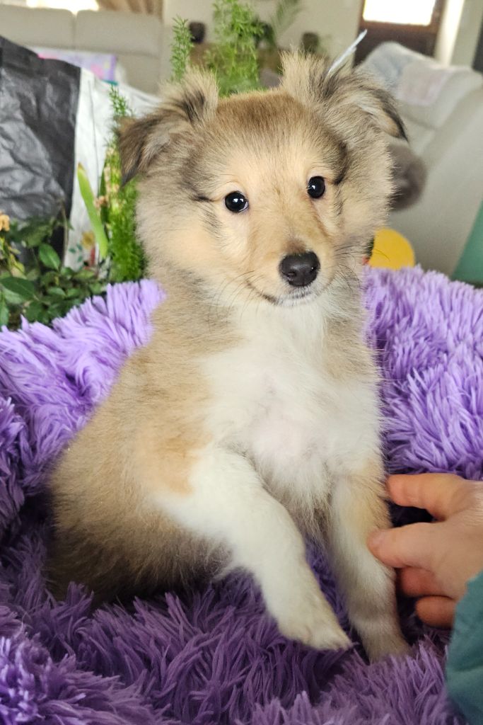 du Royaume de la Petite étoile - Chiot disponible  - Shetland Sheepdog