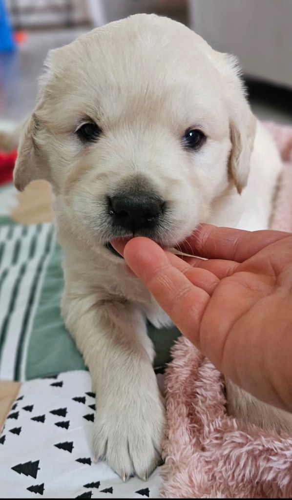 du Royaume de la Petite étoile - Chiot disponible  - Golden Retriever