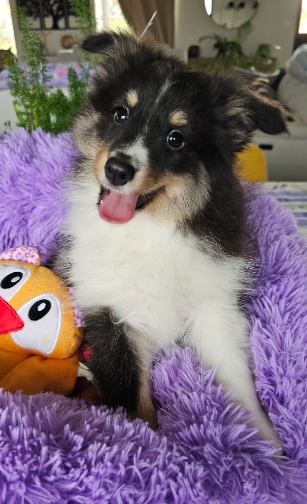 du Royaume de la Petite étoile - Chiot disponible  - Shetland Sheepdog