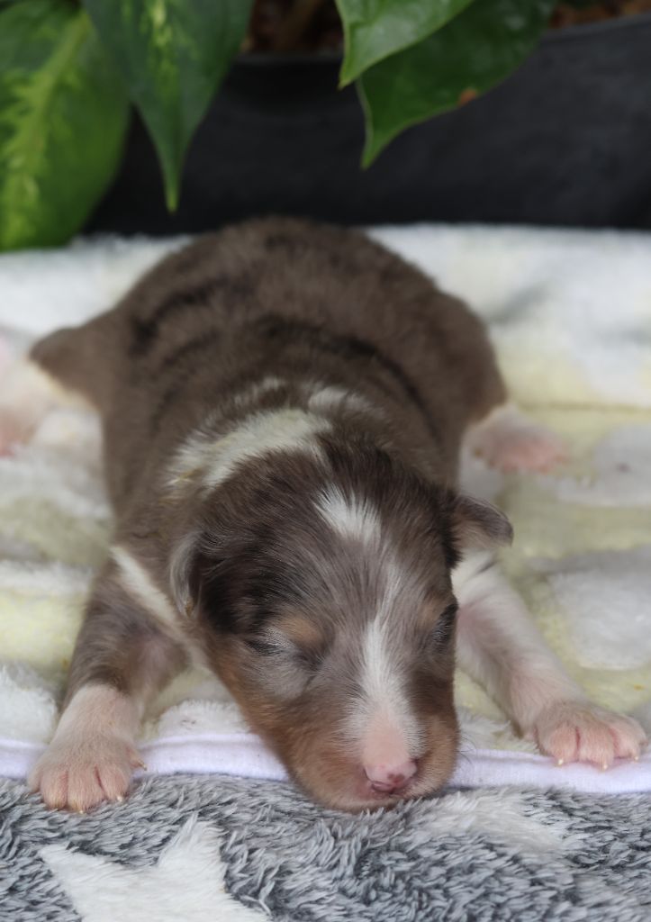 du Royaume de la Petite étoile - Chiots disponibles - Shetland Sheepdog