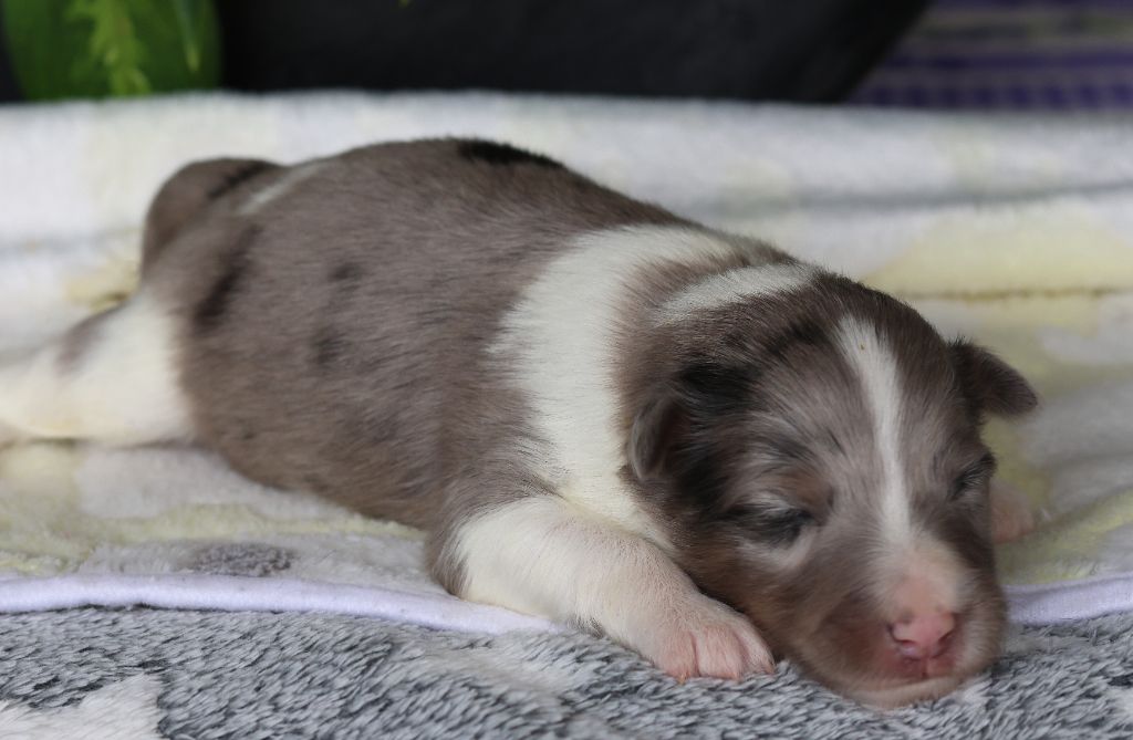 du Royaume de la Petite étoile - Chiots disponibles - Shetland Sheepdog