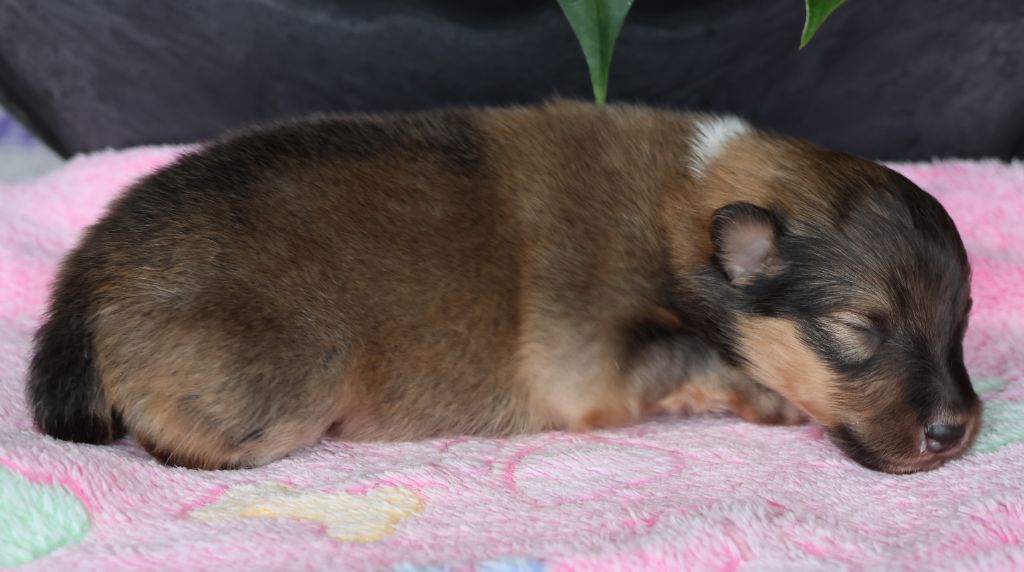 du Royaume de la Petite étoile - Chiots disponibles - Shetland Sheepdog