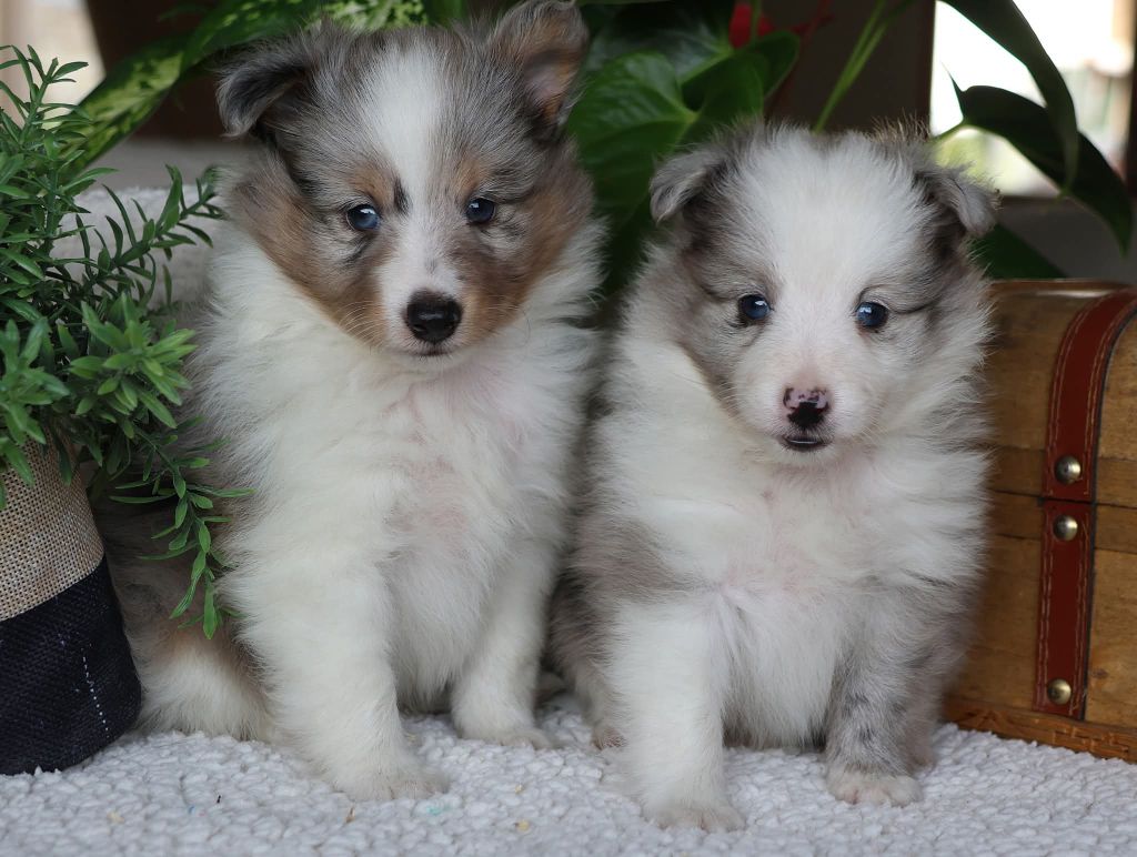 du Royaume de la Petite étoile - Chiots disponibles - Shetland Sheepdog