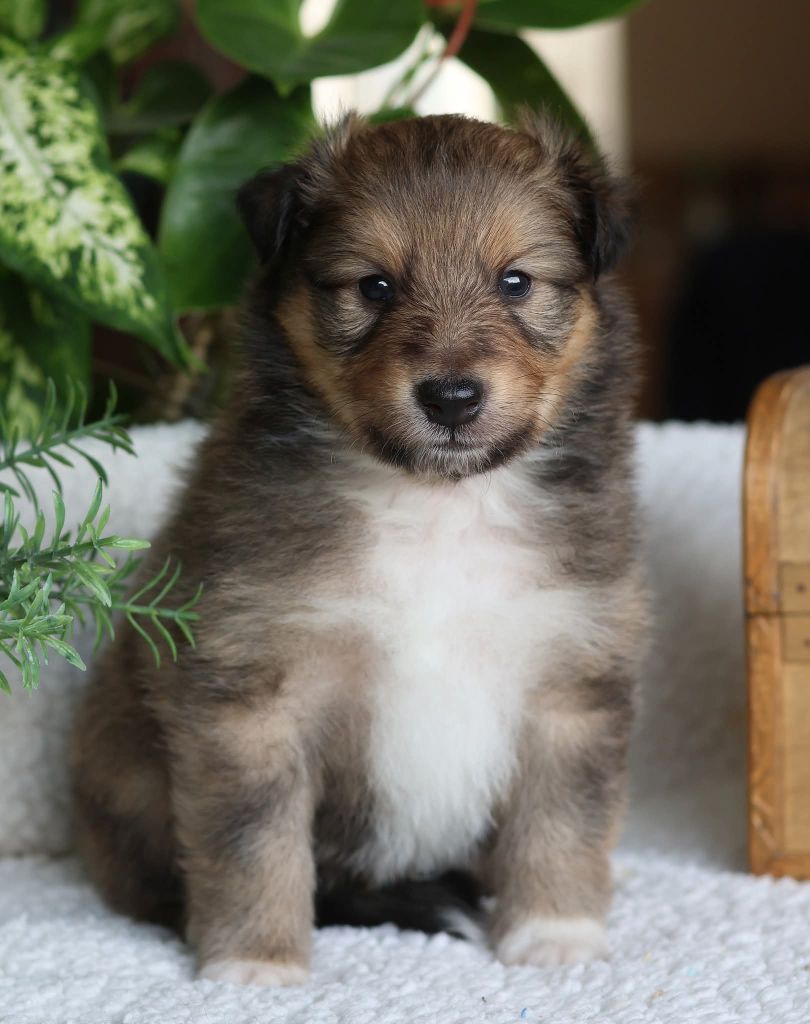 du Royaume de la Petite étoile - Chiots disponibles - Shetland Sheepdog
