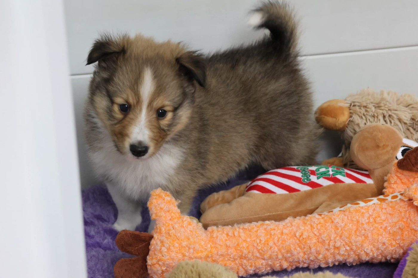 du Royaume de la Petite étoile - Chiots disponibles - Shetland Sheepdog
