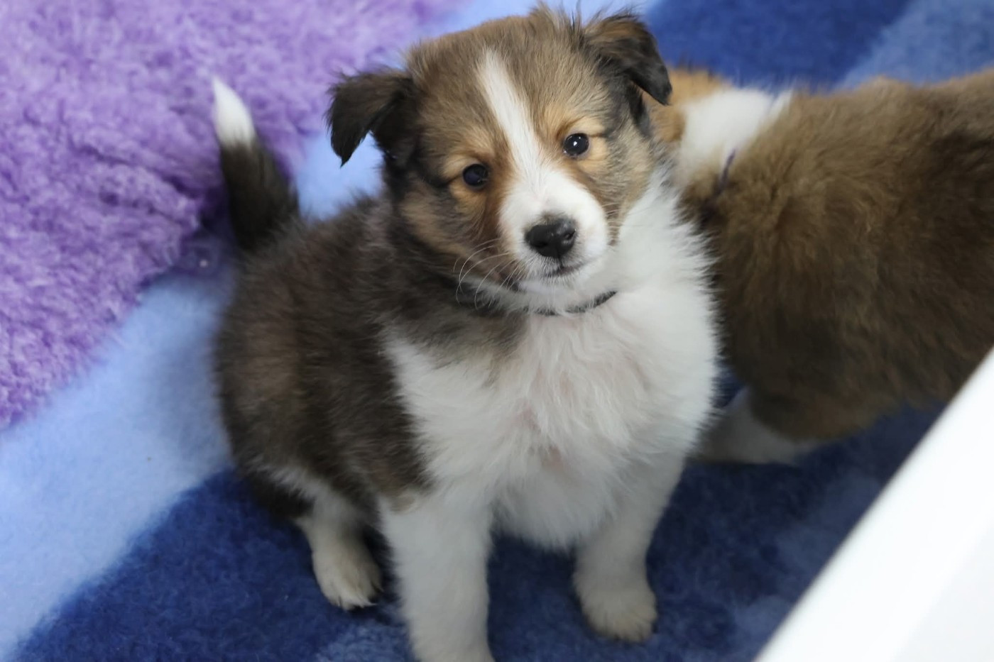 du Royaume de la Petite étoile - Chiots disponibles - Shetland Sheepdog