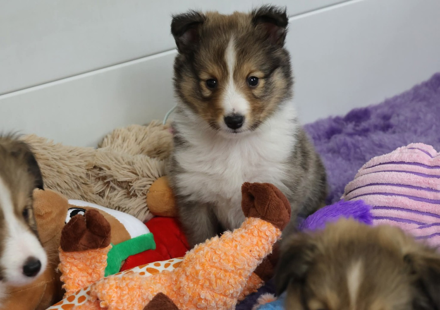 du Royaume de la Petite étoile - Chiots disponibles - Shetland Sheepdog