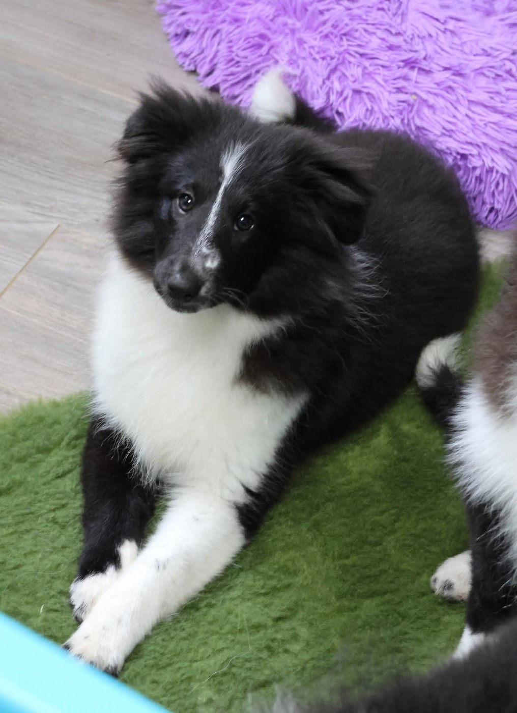 du Royaume de la Petite étoile - Chiots disponibles - Shetland Sheepdog