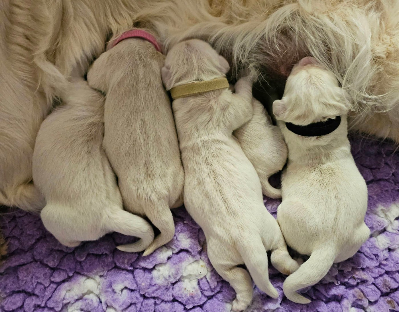 du Royaume de la Petite étoile - Golden Retriever - Portée née le 22/12/2025