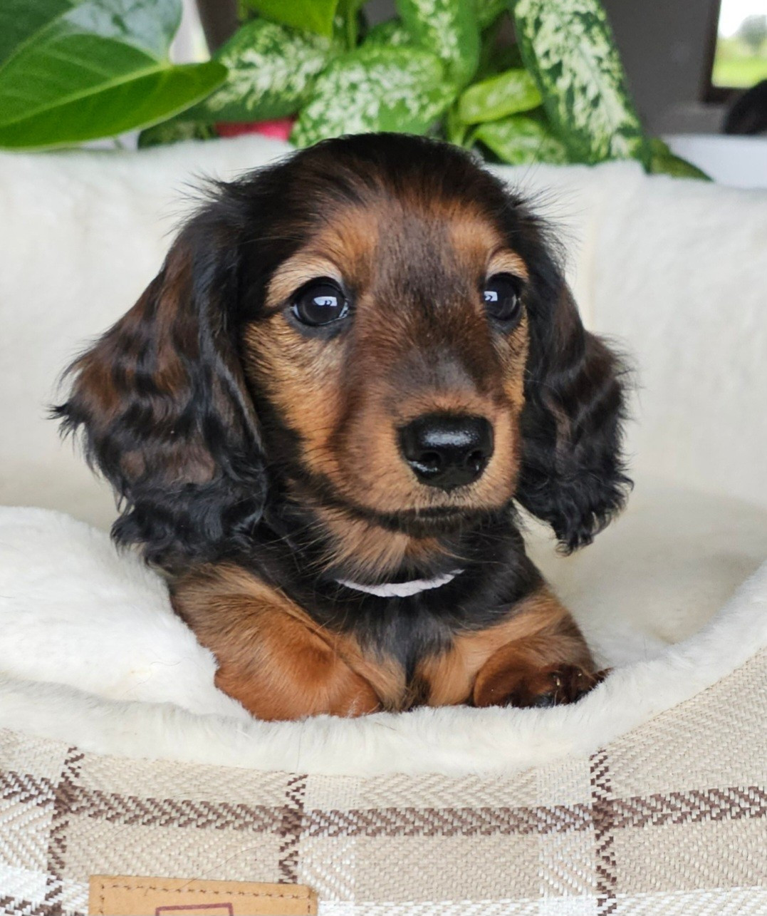 du Royaume de la Petite étoile - Chiots disponibles - Teckel poil long