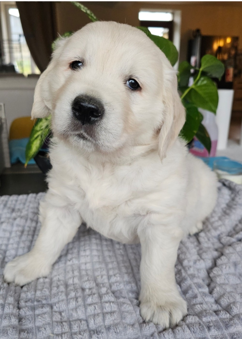 du Royaume de la Petite étoile - Chiots disponibles - Golden Retriever