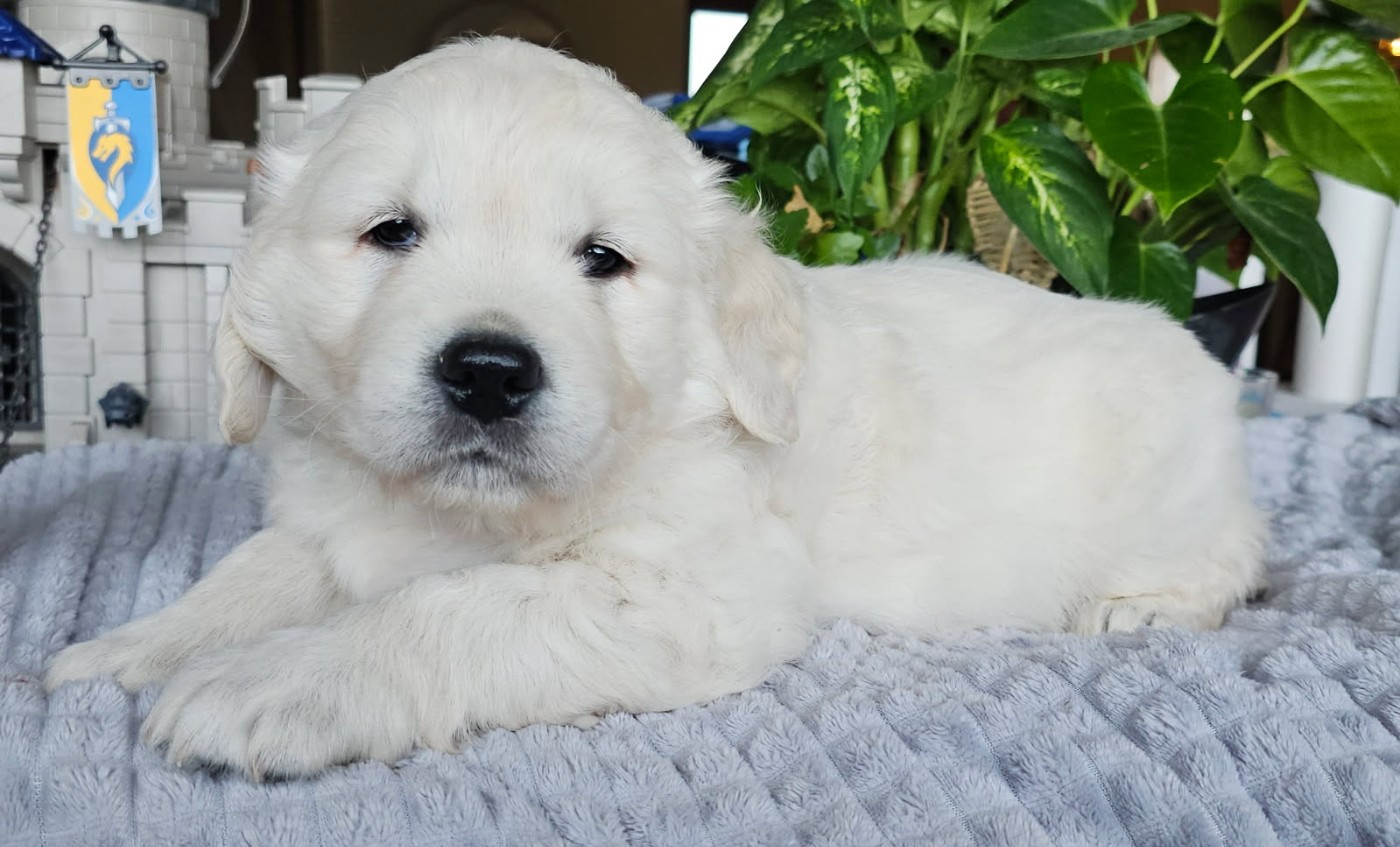 du Royaume de la Petite étoile - Chiots disponibles - Golden Retriever