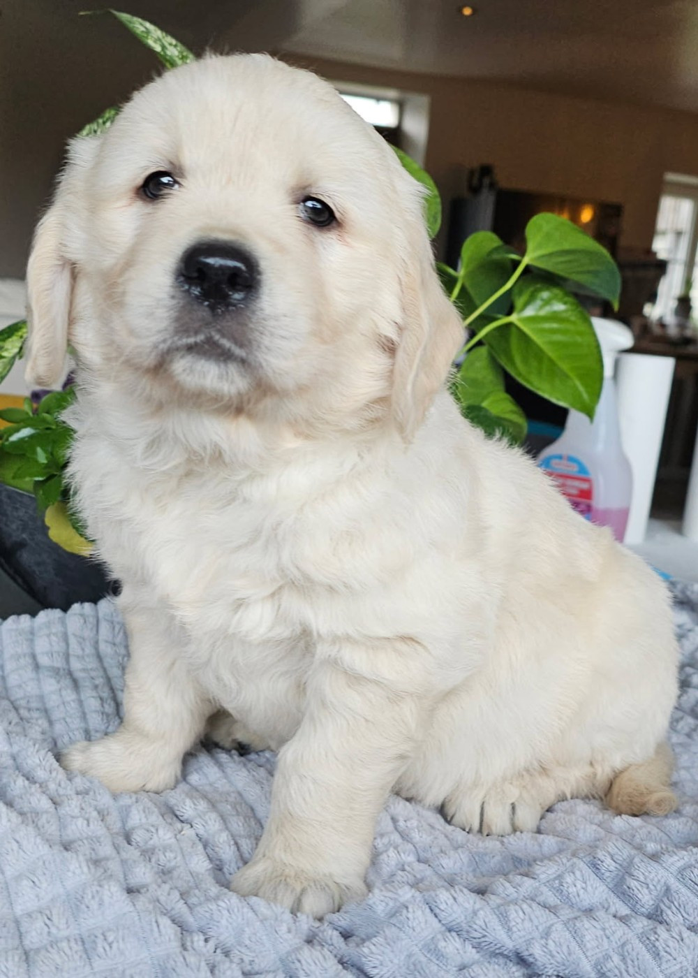 du Royaume de la Petite étoile - Chiots disponibles - Golden Retriever