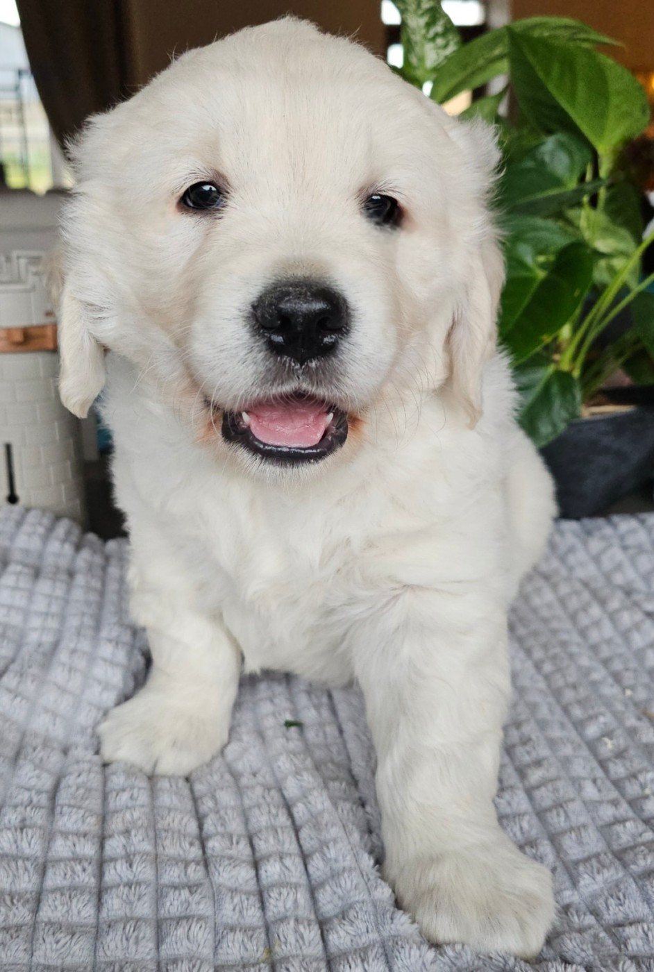 du Royaume de la Petite étoile - Chiots disponibles - Golden Retriever