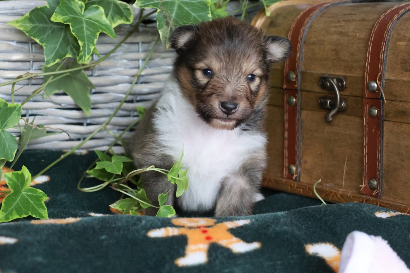 du Royaume de la Petite étoile - Chiots disponibles - Shetland Sheepdog