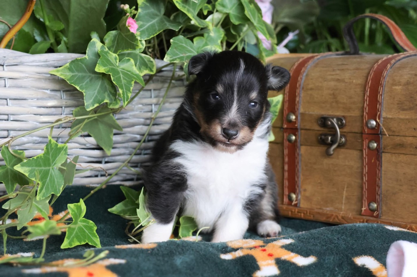 du Royaume de la Petite étoile - Chiots disponibles - Shetland Sheepdog