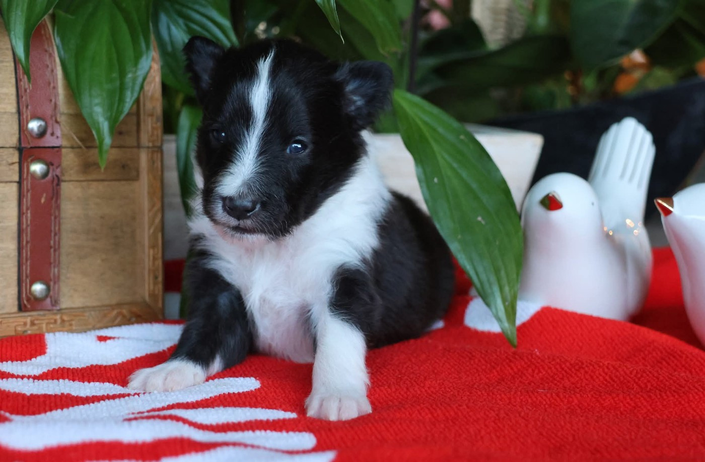 du Royaume de la Petite étoile - Chiots disponibles - Shetland Sheepdog