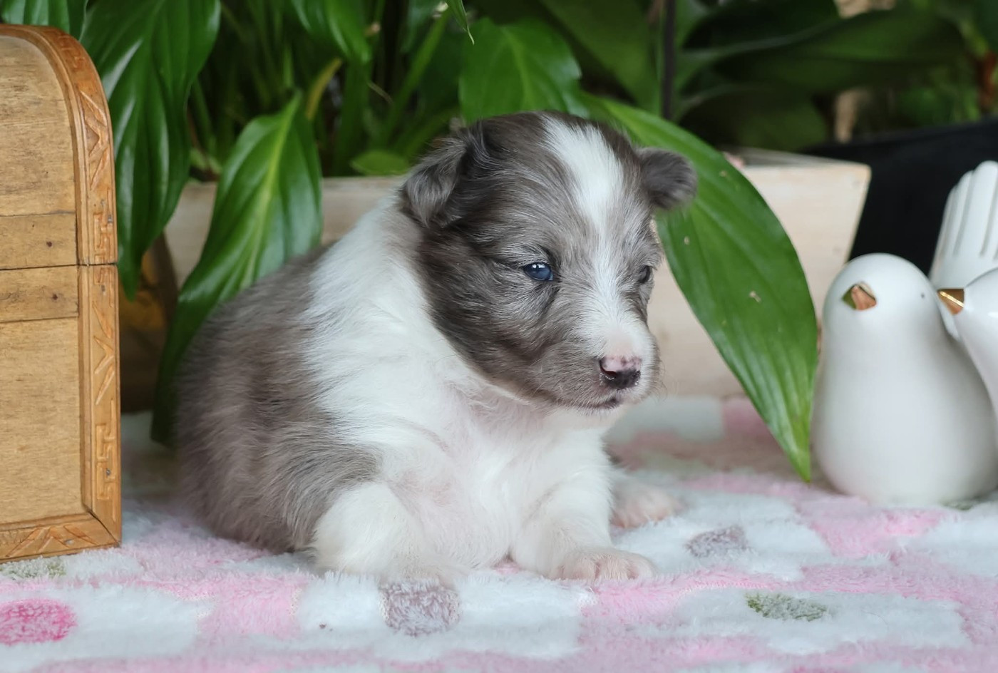 du Royaume de la Petite étoile - Chiots disponibles - Shetland Sheepdog
