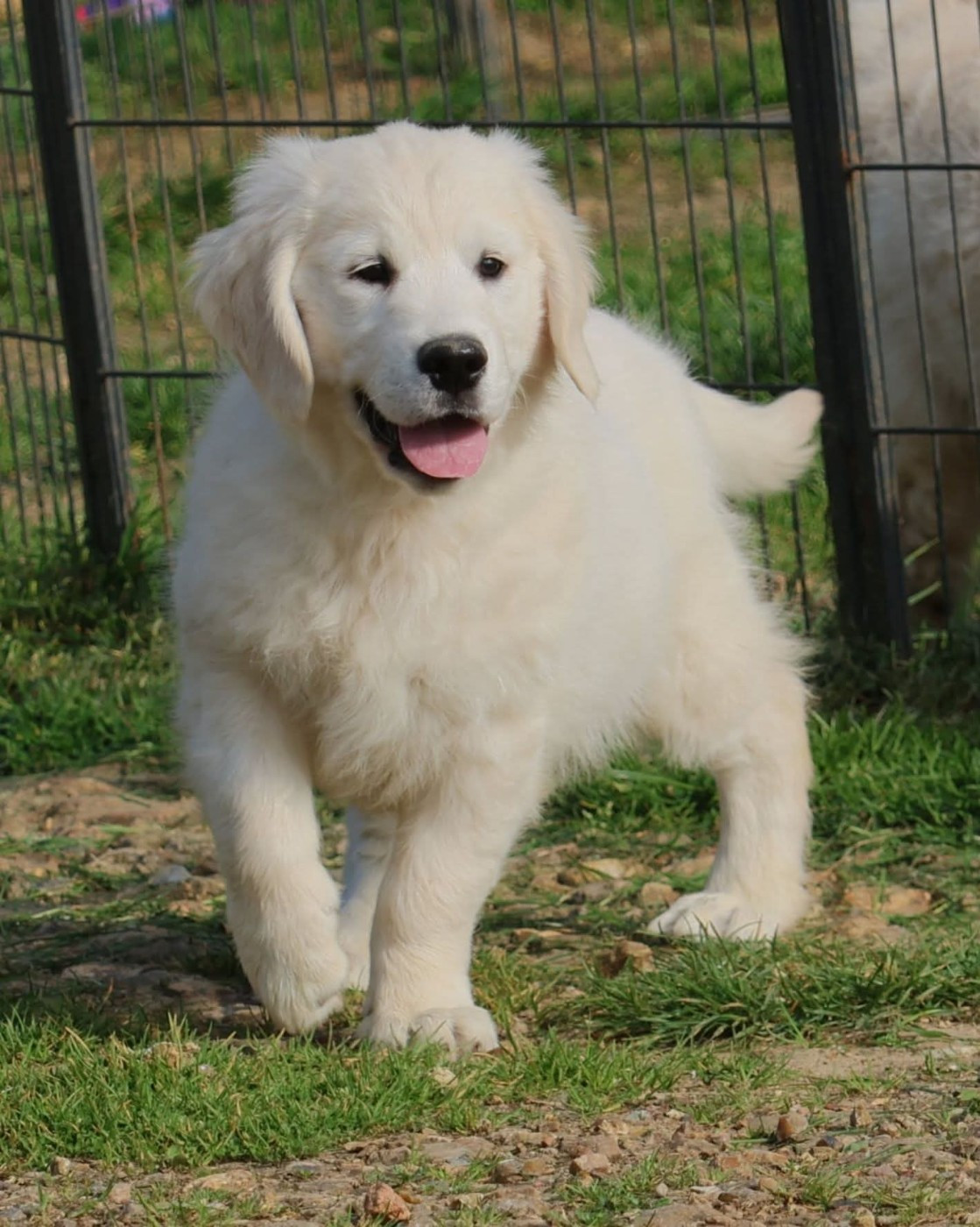 du Royaume de la Petite étoile - Chiots disponibles - Golden Retriever