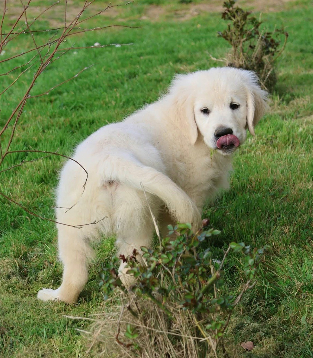 du Royaume de la Petite étoile - Chiots disponibles - Golden Retriever