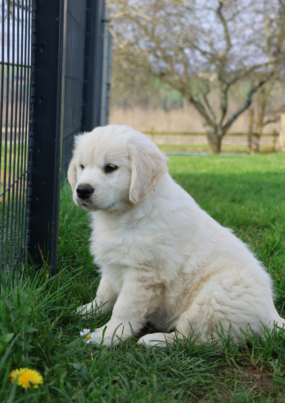 du Royaume de la Petite étoile - Chiots disponibles - Golden Retriever