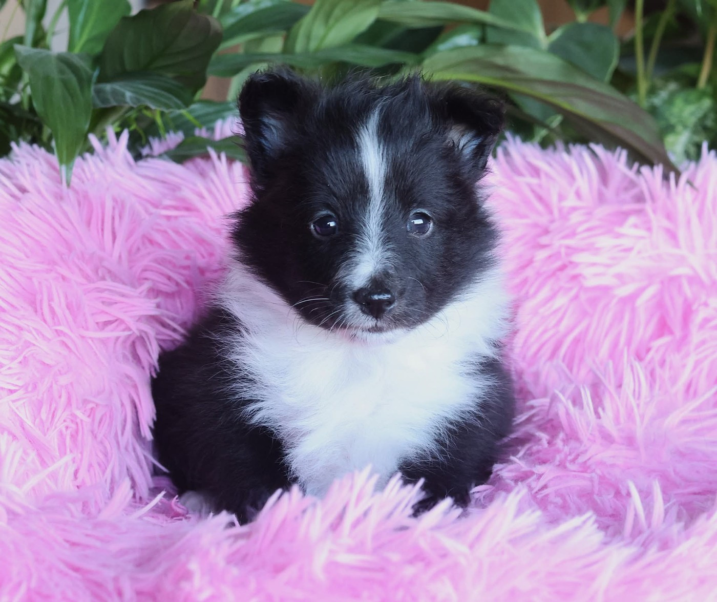 du Royaume de la Petite étoile - Chiots disponibles - Shetland Sheepdog