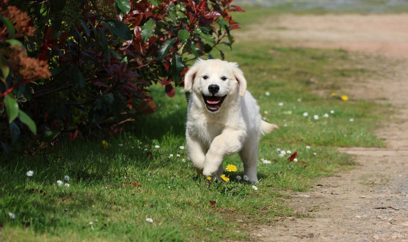 du Royaume de la Petite étoile - Chiots disponibles - Golden Retriever