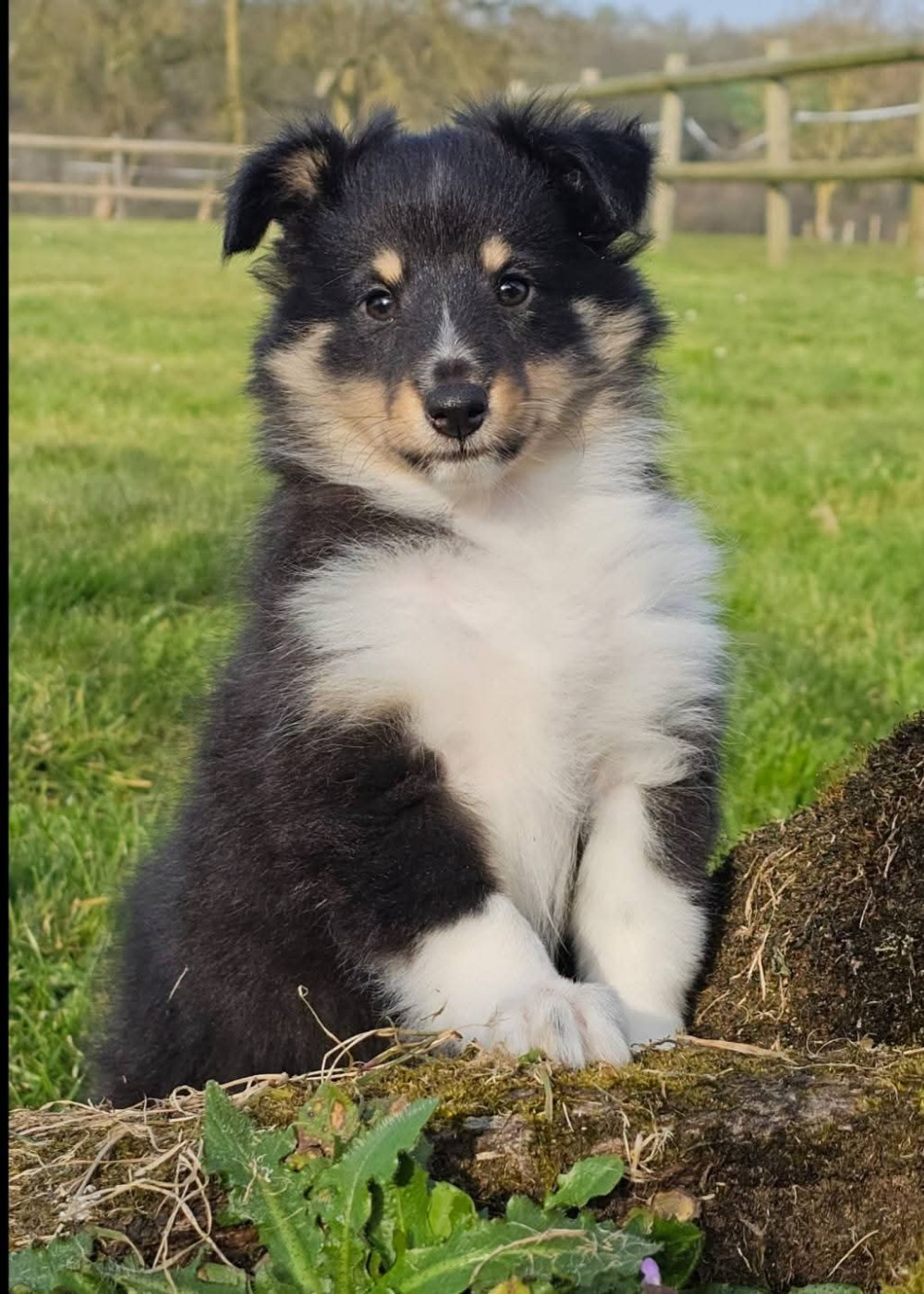 du Royaume de la Petite étoile - Chiots disponibles - Shetland Sheepdog