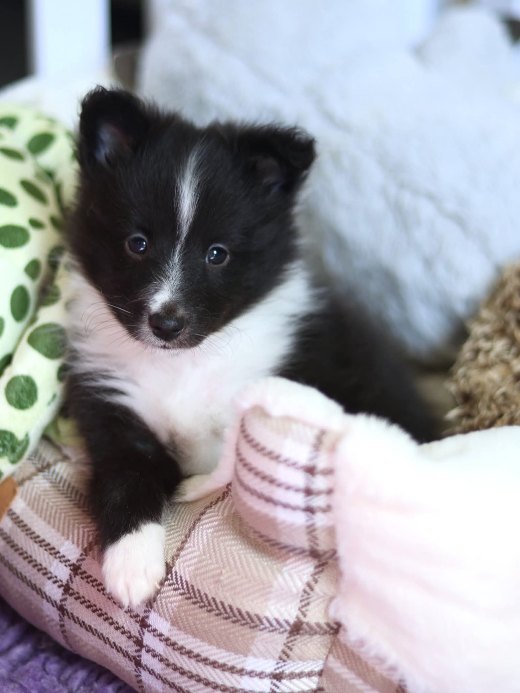 du Royaume de la Petite étoile - Chiots disponibles - Shetland Sheepdog
