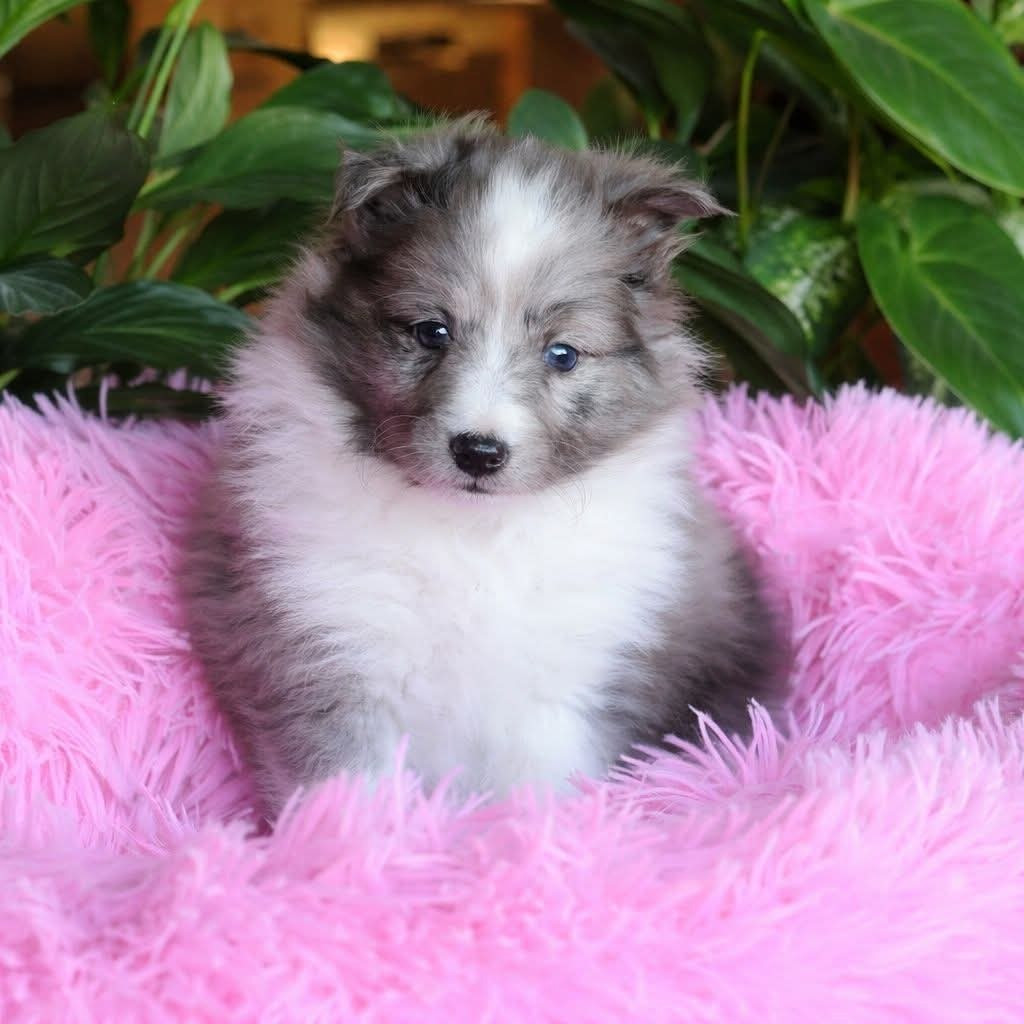 du Royaume de la Petite étoile - Chiots disponibles - Shetland Sheepdog