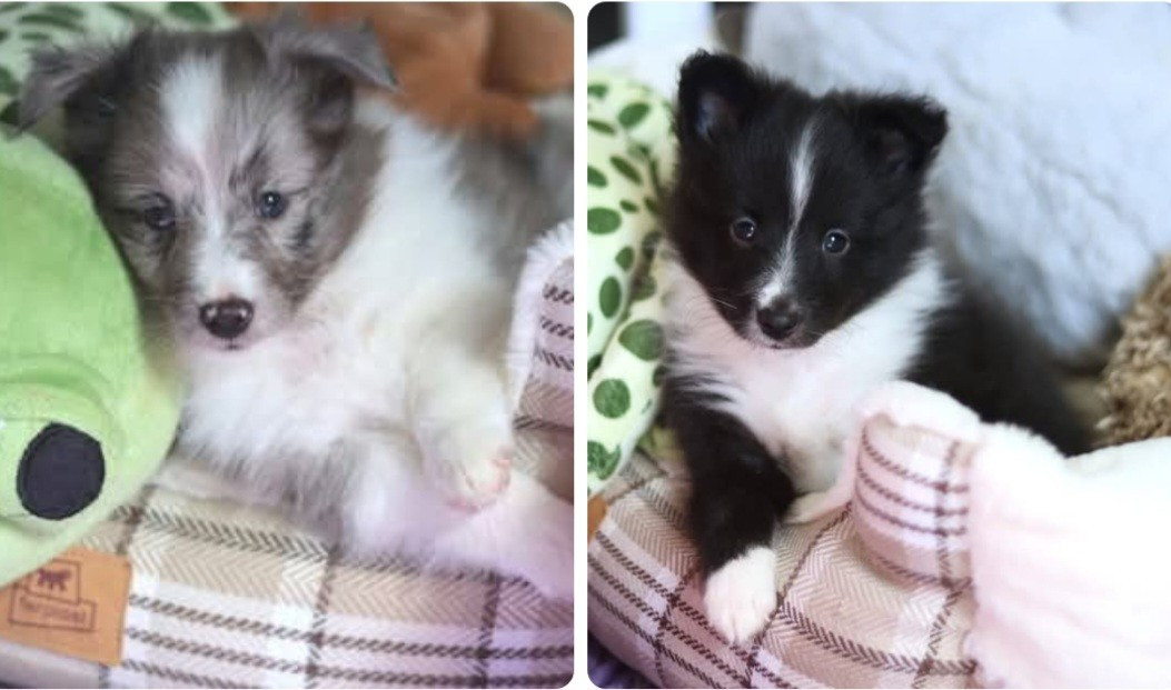 Chiot Shetland Sheepdog du Royaume de la Petite étoile