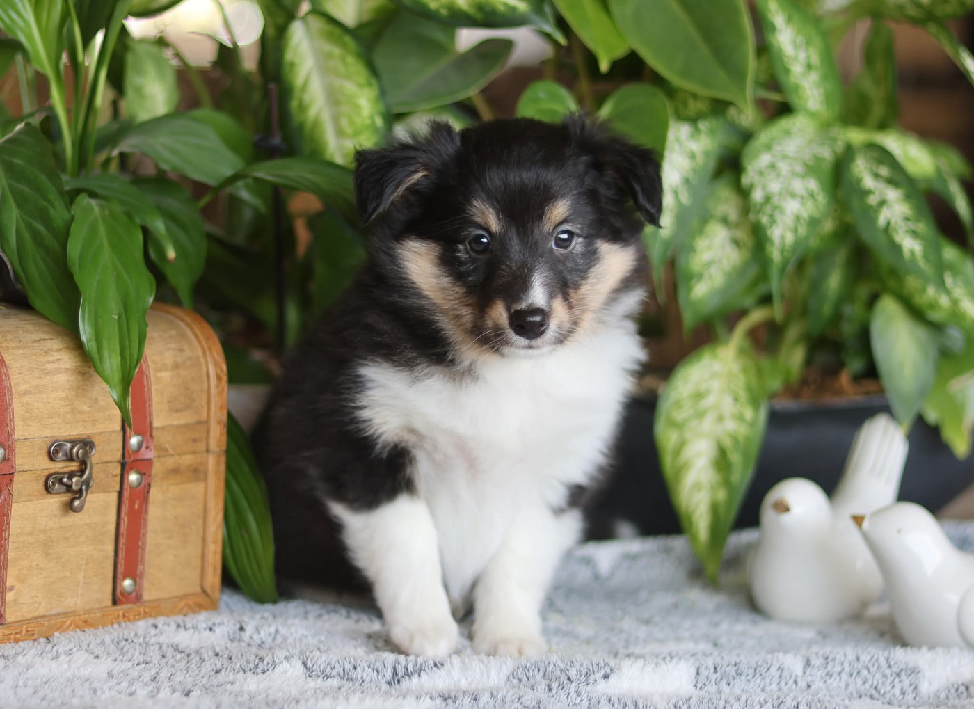 du Royaume de la Petite étoile - Chiots disponibles - Shetland Sheepdog