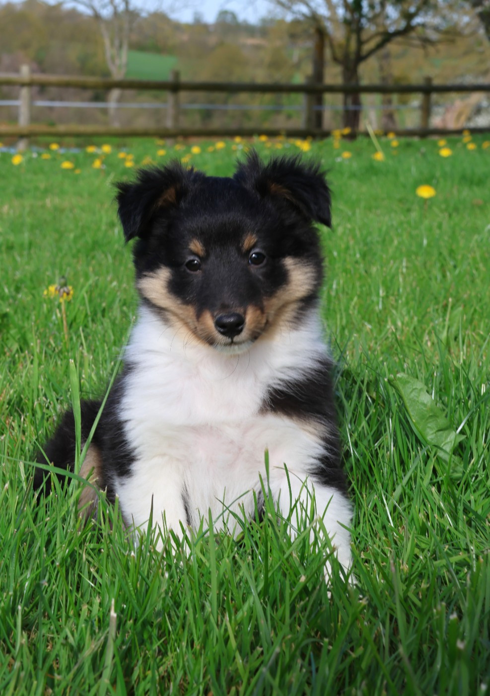 du Royaume de la Petite étoile - Chiots disponibles - Shetland Sheepdog