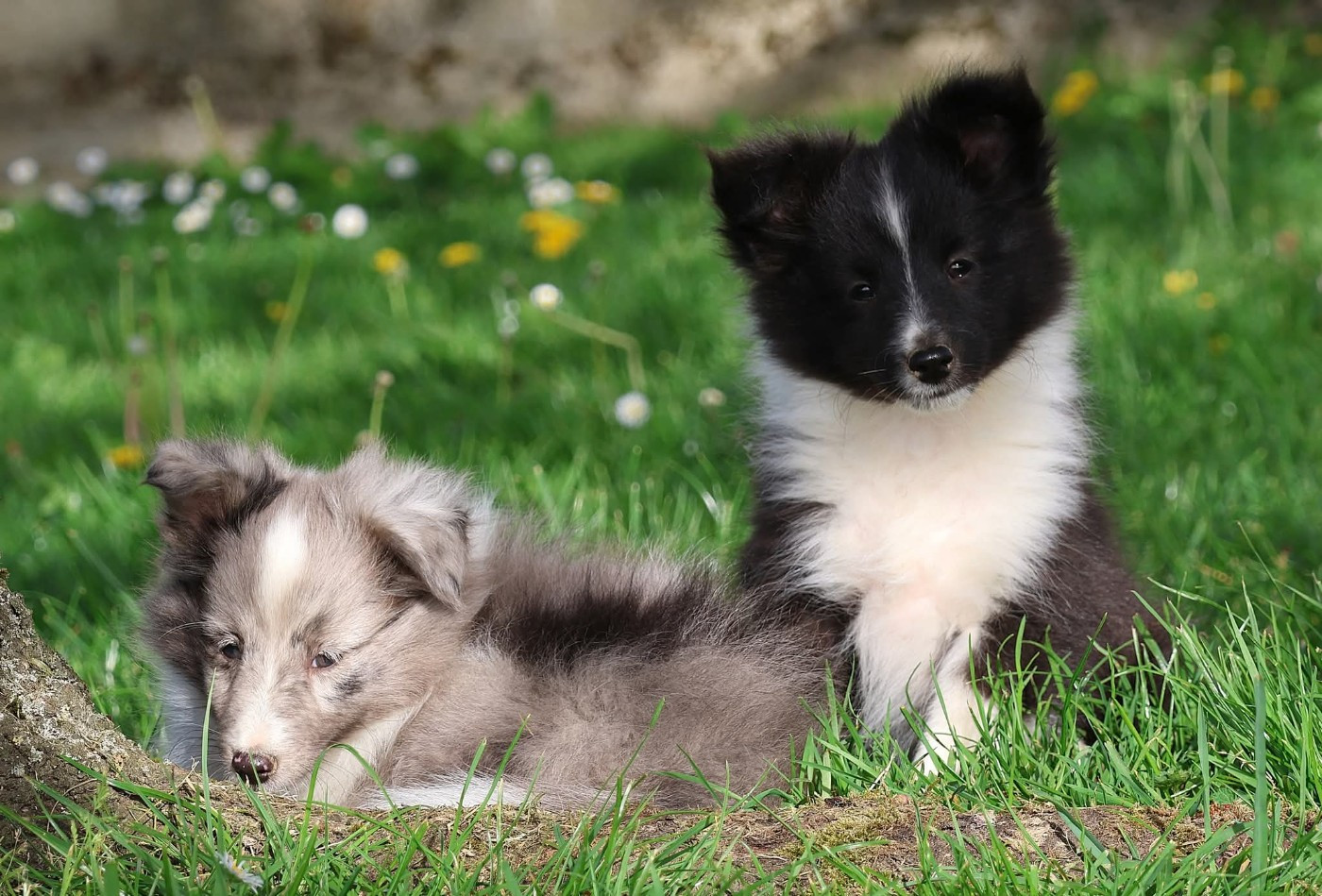 du Royaume de la Petite étoile - Chiots disponibles - Shetland Sheepdog